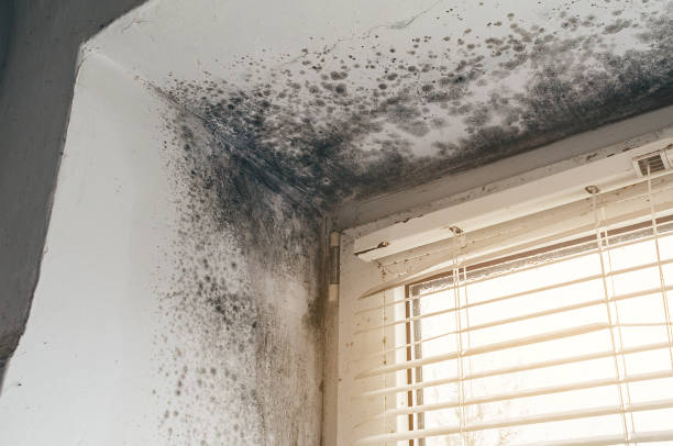 Affordable Mold Remediation solutions in Saratoga, NC
